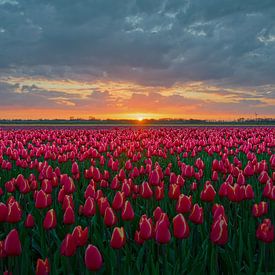 Tulpenfeld, Midwoud (Gemeinde Medemblik) von Bart Sallé