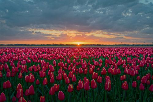 Tulpenveld, Midwoud (gemeente Medemblik, Noord Holland)