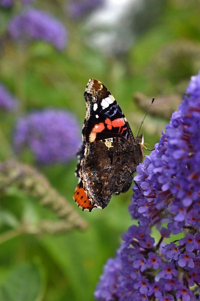 Atalanta Schmetterling auf Schmetterlingsstrauch von Shutterbalance