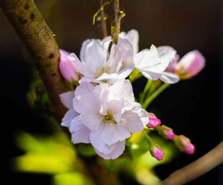 Japanse kers met knoppen von Joke Beers-Blom