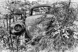 Un coléoptère en décomposition sur Joke Beers-Blom