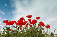 Een groep bloeiende rode klaprozen van Henk van den Brink thumbnail
