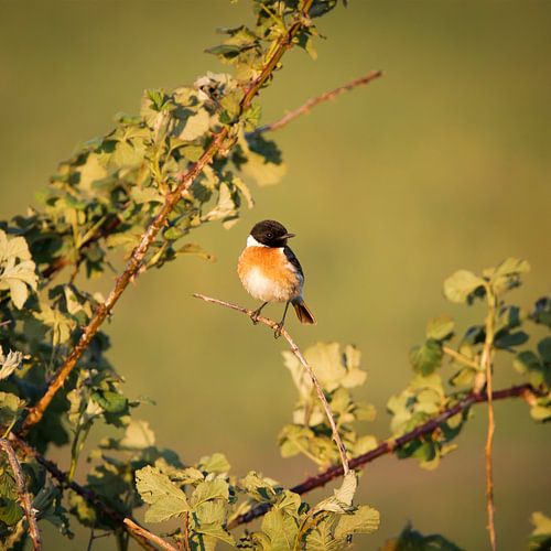 Roodborsttapuit op Takje