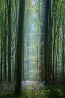 Morgen, der Haller Wald mit Waldhyazinthen