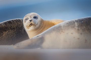 gewone zeehond van Pim Leijen