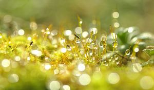 Droplets on moss sur Corinne Welp