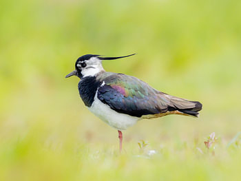 Vanneau dans un pré
