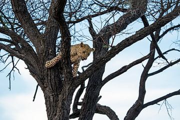 Jonge luipaard in het wild in Namibië, Afrika van Patrick Groß