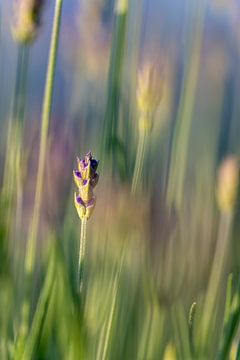 Lavender in the morning light by José IJedema
