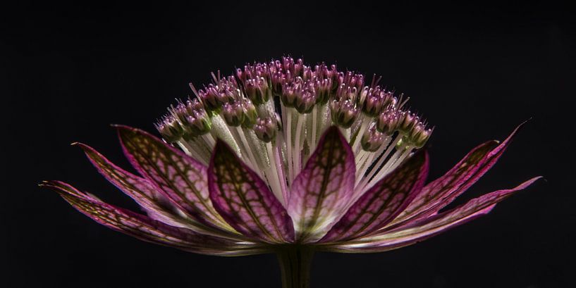 Panorama einer große Sterndolde (lila / rosa Blume) von Marjolijn van den Berg