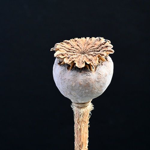 Papaverbol als stilleven