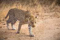 Leopard (4) von Mayra Fotografie Miniaturansicht
