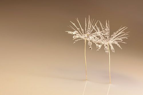 Fragiele kwetsbare elegantie - Dansende pluisjes in warm taupe van Marjolijn van den Berg