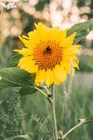 Sonnenblume mit Hummel