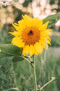 Tournesol avec bourdon
