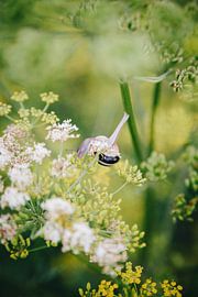 Snail looking for food in a field full of wild flowers in Utrecht, the Netherlands by Evelien Lodewijks