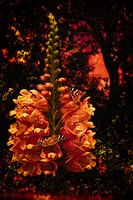 A Hingeflower in evening red