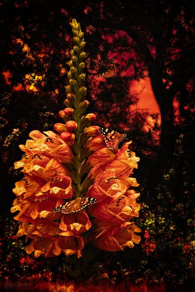 Eine Scharnierblume in Abendrot von Helga Blanke