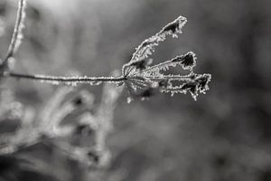 Vereiste Gräser im Sonnenschein (Schwarzweiss)