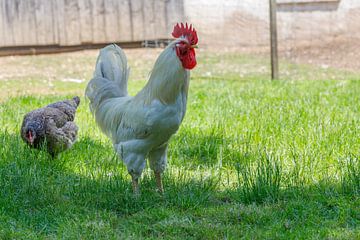 Weißer Hahn und geflecktes Huhn in grasbewachsenem Feld von de-nue-pic