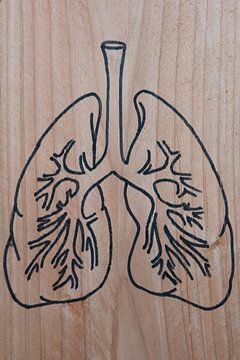 Lungs (1/3)