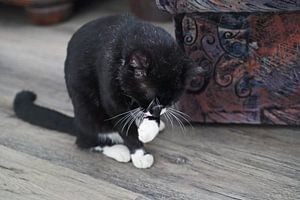 schwarzer Hauskater mit weißem Lätzchen und weißen Pfoten