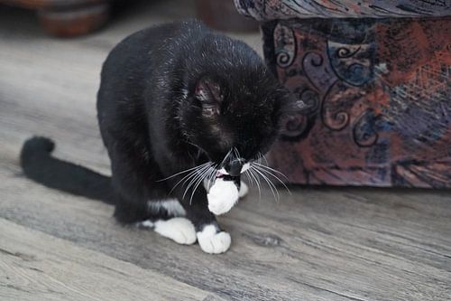 zwarte huiskat met wit slabbetje en witte pootjes