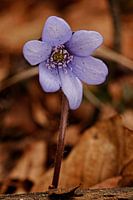 Liverwort