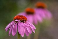 3 roze zonnehoeden op een rij met verloop in scherpte.
