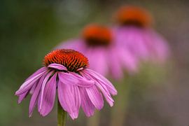 3 roze zonnehoeden op een rij met verloop in scherpte. van Birgitte Bergman