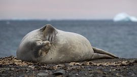 Eine Weddellrobbe am Strand in der Antarktis von Anges van der Logt