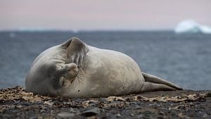 Eine Weddellrobbe am Strand in der Antarktis
