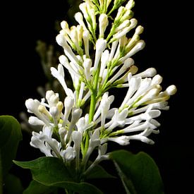 Ein Strauß weißer Blumen von Gerard de Zwaan