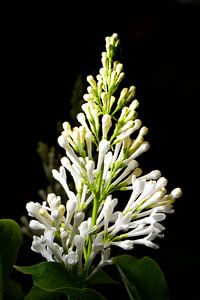 Een tros witte bloemetjes van Gerard de Zwaan
