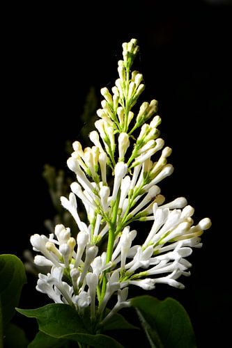 Ein Strauß weißer Blumen