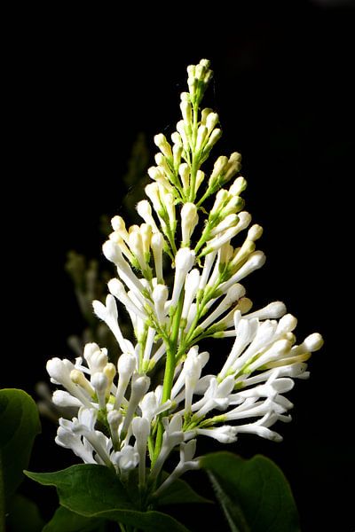 Ein Strauß weißer Blumen von Gerard de Zwaan