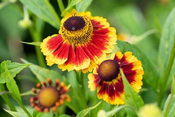 Zonnebloem, Helenium van Alexander Ludwig