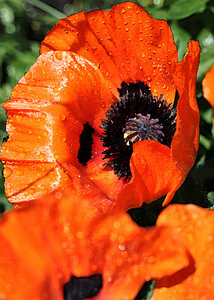 Mohnblumen 3