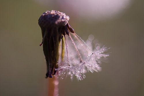 dandelion