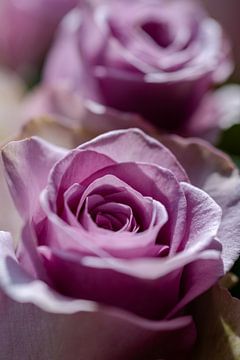 Fleur de rose lilas sur Felix Marx