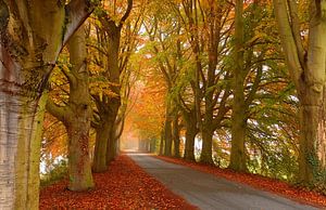 Schöne Herbstfarben