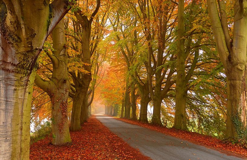 Schöne Herbstfarben von Caroline Lichthart