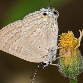 Vlinder (Deudorix antalus) von Jaco Visser