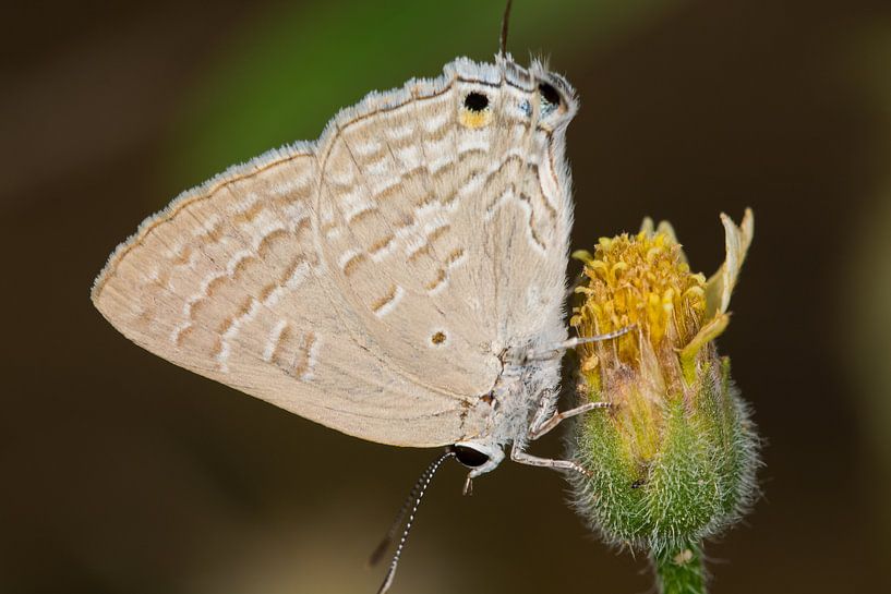 Vlinder (Deudorix antalus) op een bloem par Jaco Visser