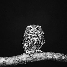 Portrait artistique d'un hibou en noir et blanc sur Lotte van Alderen