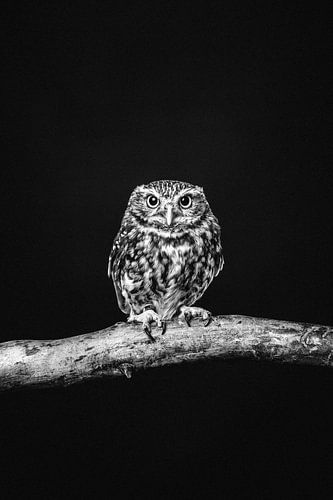 Portrait artistique d'un hibou en noir et blanc sur Lotte van Alderen