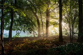 Vosbergen | Eelde sur Frank Tauran