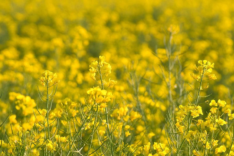 View of a yellow rapeseed field by Martin Köbsch