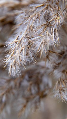 Winters Riet