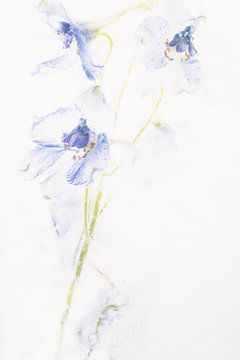 Delphinium in ijs 3 van Marc Heiligenstein